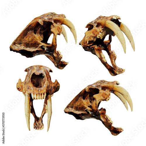 3d rendering of ancient saber tooth tiger animal bone fossil perspective view