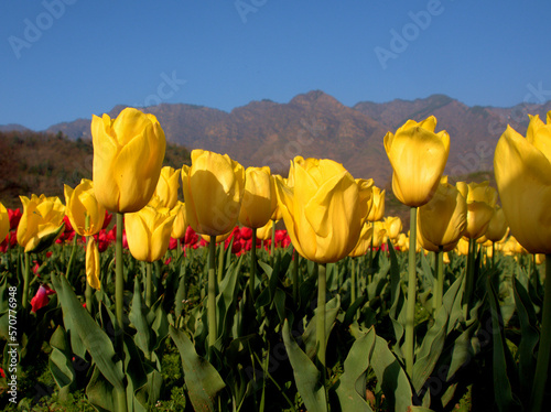 Beautiful Colorful Tulip and Flowers field in Srinagar, Kashmir