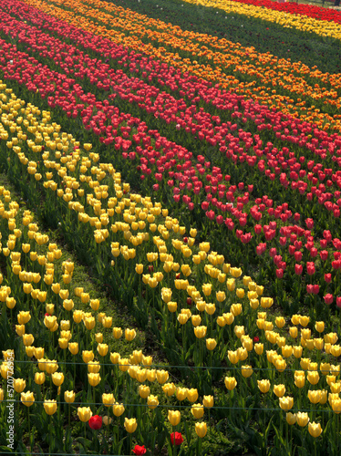 Beautiful Colorful Tulip and Flowers field in Srinagar, Kashmir