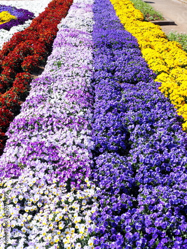 カラフルなパンジーの花畑