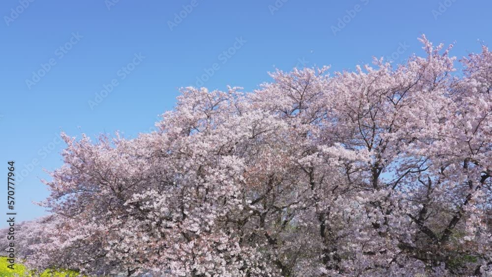桜