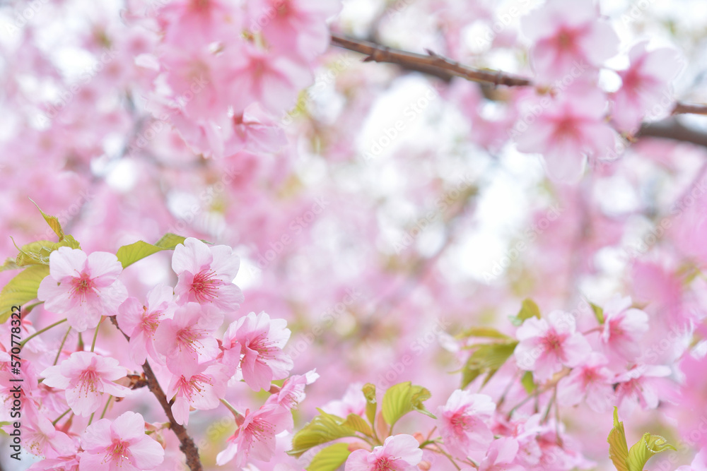 桜の花