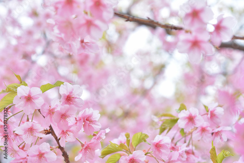 桜の花