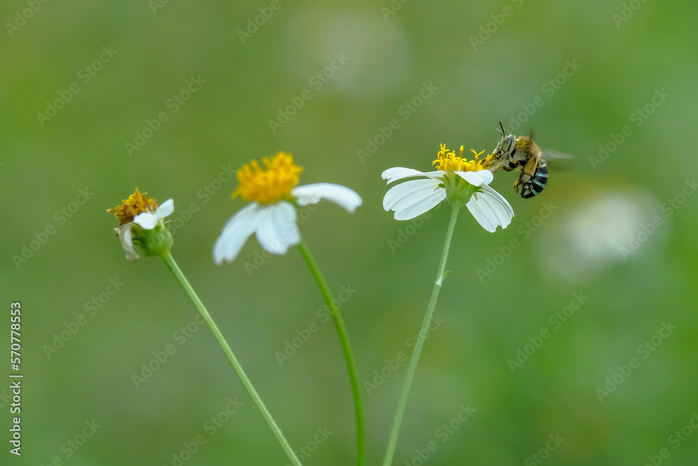 blue banded bee on flower blue banded bee on flower