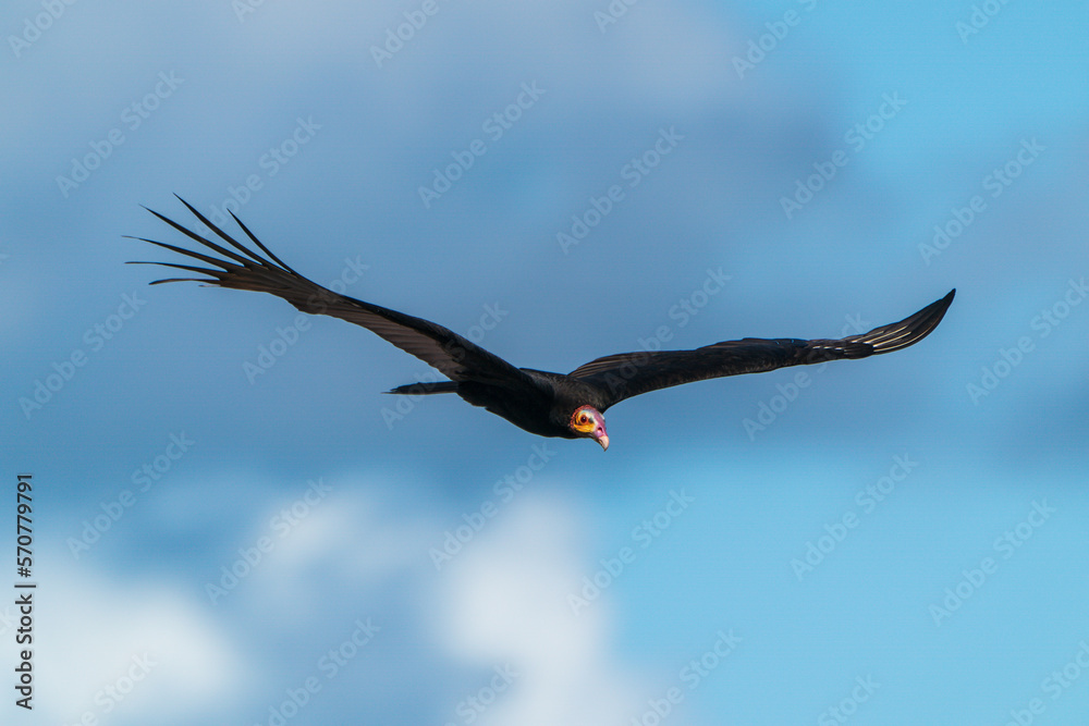 vulture in flight (Lesser Yellow-headed Vulture) vulture in flight (Lesser Yellow-headed Vulture)