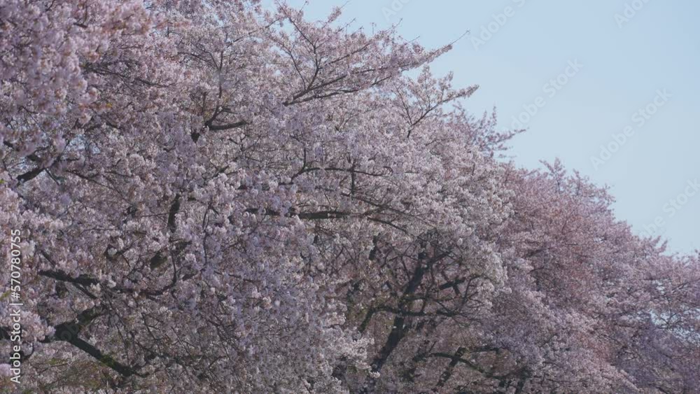 桜 桜