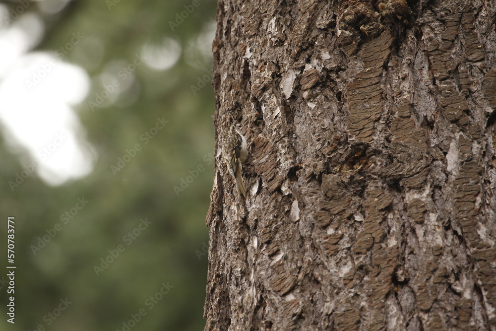 Brown Creeper blending into a tree trunk Brown Creeper blending into a tree trunk