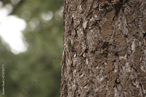 Brown Creeper blending into a tree trunk