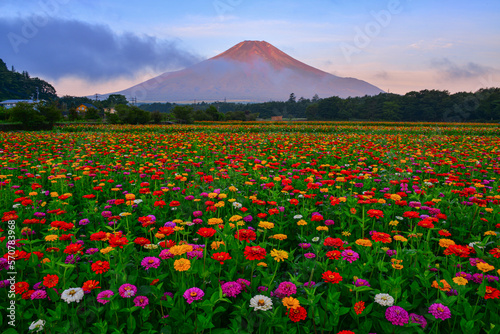 花の都公園から富士山と百日草