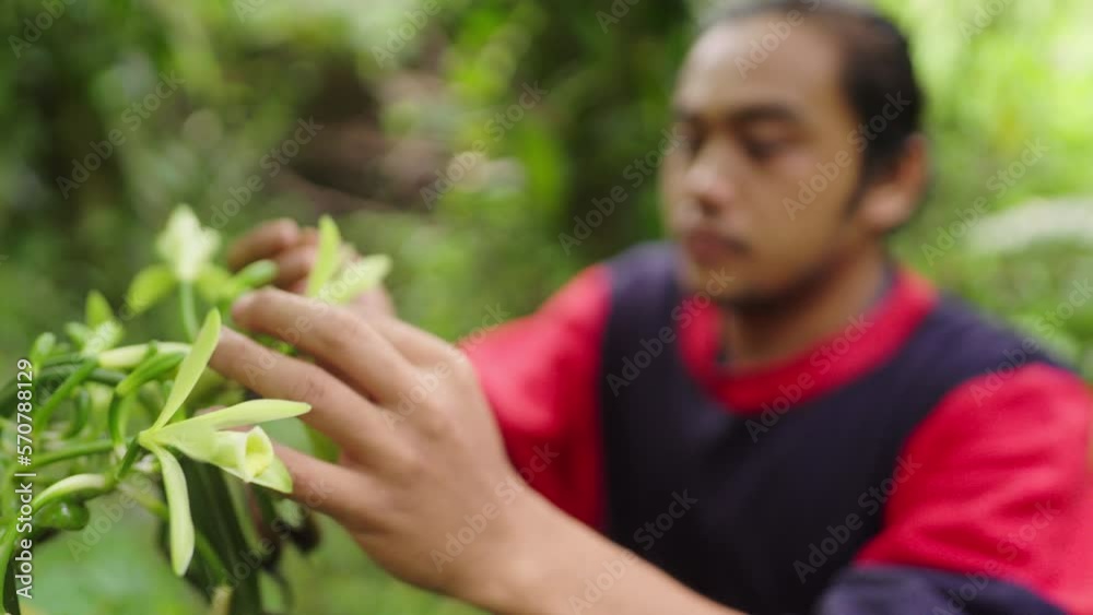 Young male vanilla farmer pollinates vanilla flower. Medum close up Young male vanilla farmer pollinates vanilla flower. Medum close up