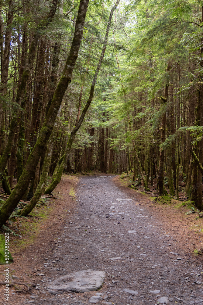 Narrow way through the rain forest on Vancouver Island