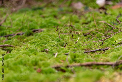 Green moss on the ground of a rainforest