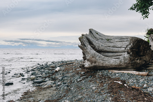 Fallen tree on a beach