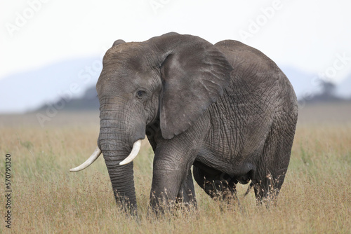 Elephant on the planes in Africa