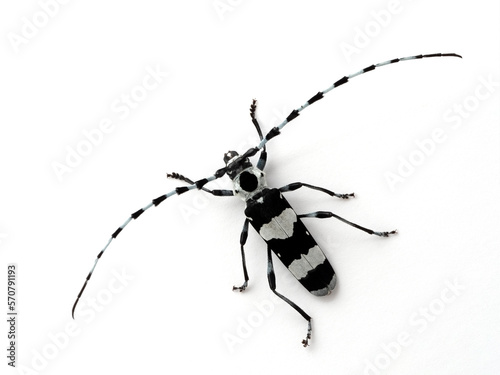 P7130320 male banded alder borer beetle, Rosalia funebris, dorsal view, isolated, cECP 2022 photo