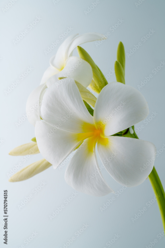 White frangipani flower (plumeria) on white background.