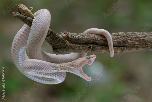 A pinkish white mangrove pit viper, Trimeresurus purpureomaculatus open its mouth while hanging on a branch with bokeh background 