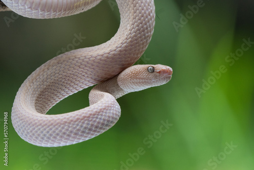 A pink female mangrove pit viper Trimeresurus purpureomaculatus hanging on a branch with bokeh background 