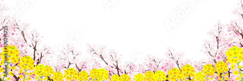 桜　菜の花　春　背景