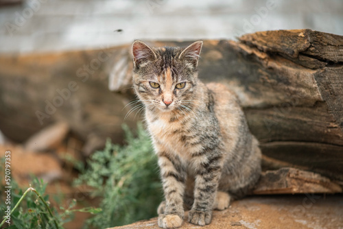 Portrait of a beautiful homeless cat on a village farm. © shymar27