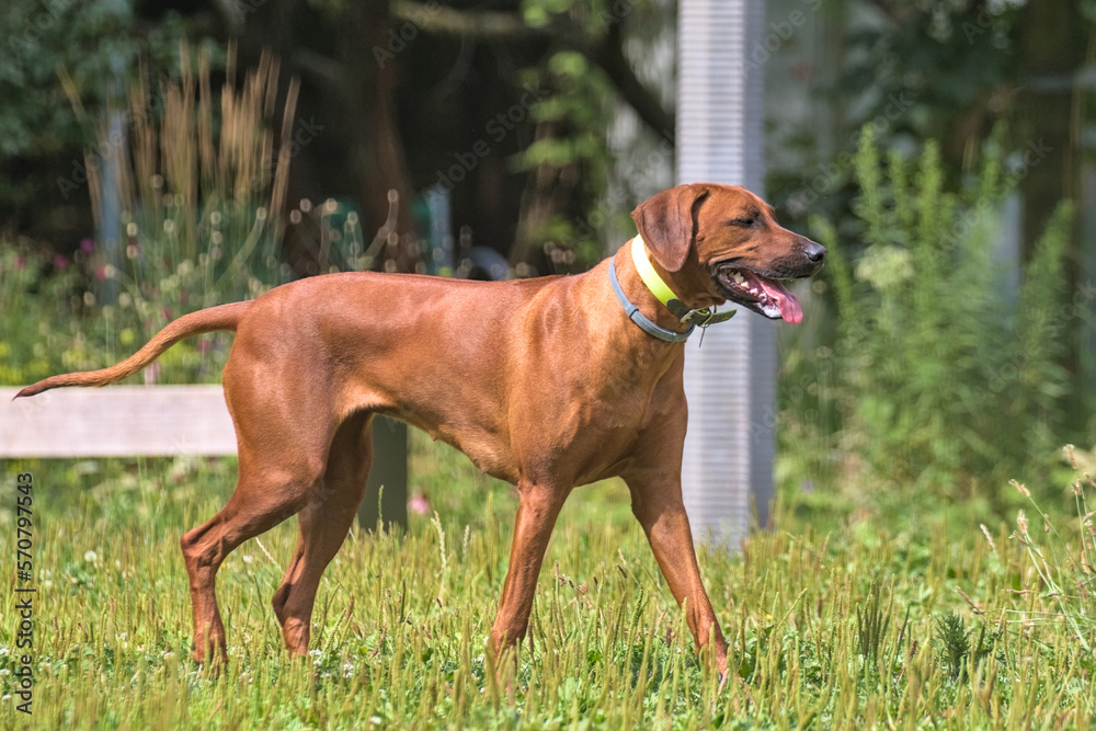 Rhodesian Ridgeback walks along the alley in the city park. Beautiful female dog rhodesian ridgeback outdoors. Krakow, Poland. Rhodesian Ridgeback walks along the alley in the city park. Beautiful female dog rhodesian ridgeback outdoors. Krakow, Poland.