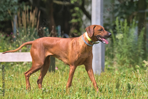 Rhodesian Ridgeback walks along the alley in the city park. Beautiful female dog rhodesian ridgeback outdoors. Krakow, Poland.