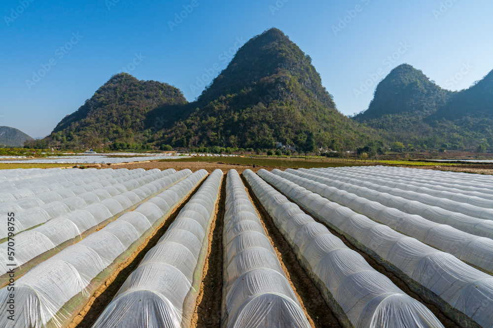 Fototapeta premium Seedling cultivation greenhouse of farm plantation