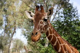 A tall giraffe lives in a zoo in Tel Aviv.