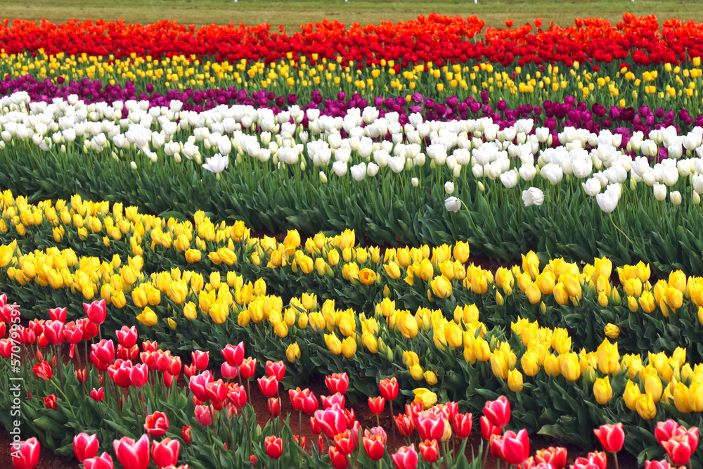 Field of Colourful Tulips in Rows 