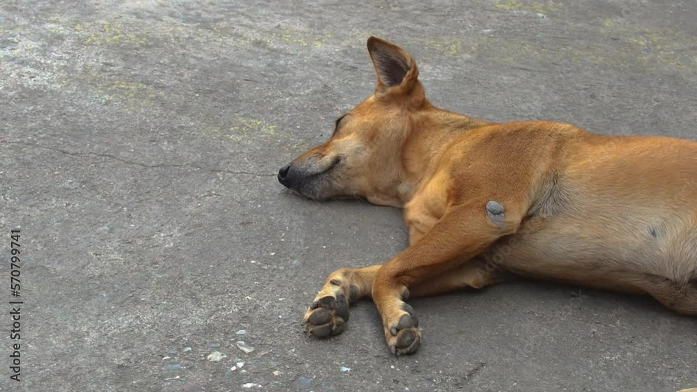poor itchy and sad dog sleeping and wait for the dog food poor itchy and sad dog sleeping and wait for the dog food