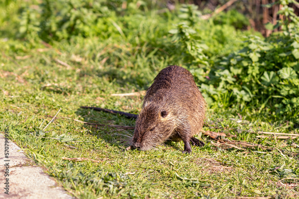 A large, adult, wet, water nutria walks through the grass in search of prey in the Hula Lake Nature Reserve, in northern Israel A large, adult, wet, water nutria walks through the grass in search of prey in the Hula Lake Nature Reserve, in northern Israel