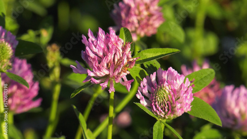 Southern Urals, blooming red clover (Trifolium pratense) in the meadow.