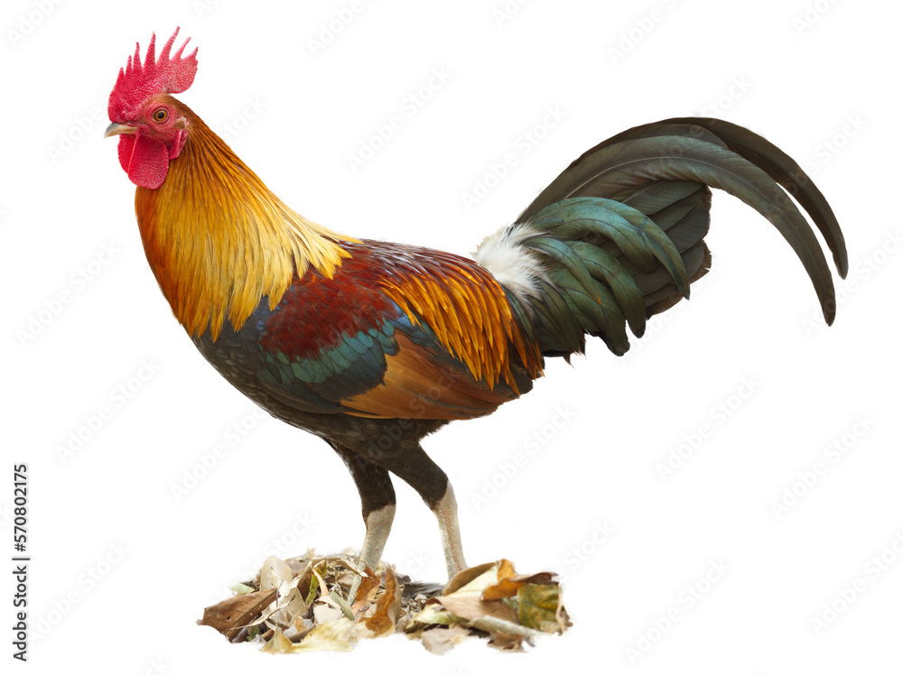 Fototapeta premium Close up Fighting cock, chicken is standing on a pile of lea