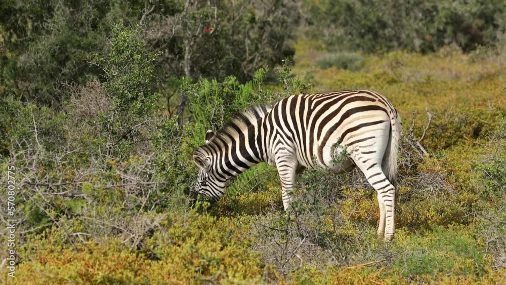 A plains zebra (Equus burchelli) feeding in natural habitat, Addo Elephant National Park, South Africa A plains zebra (Equus burchelli) feeding in natural habitat, Addo Elephant National Park, South Africa