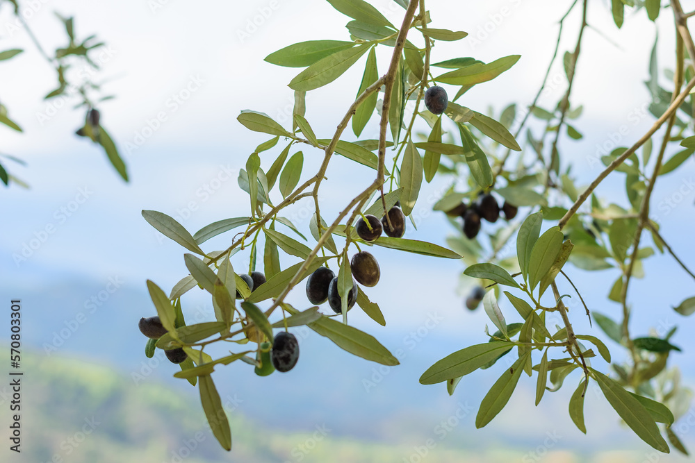 Many black fresh natural Greek organic olives grown on a farm. Olive green trees grow on a green tree in the rays of the sun in nature. Selective focus Many black fresh natural Greek organic olives grown on a farm. Olive green trees grow on a green tree in the rays of the sun in nature. Selective focus