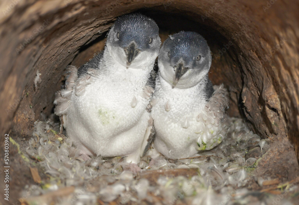 Obraz premium Little Blue Penguins