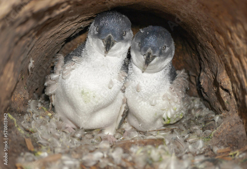 Fototapeta Naklejka Na Ścianę i Meble -  Little Blue Penguins