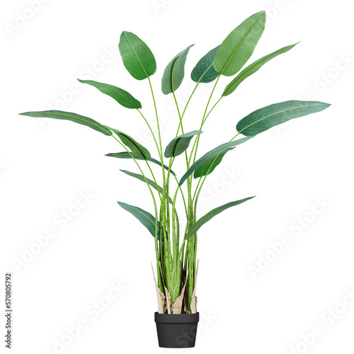 decoration indoor tropical wild banana plant in pot, isolated on white or transparent background, photorealistic 3d render