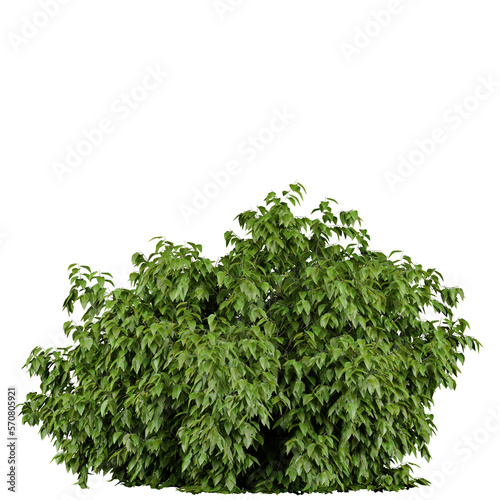 outdoor tree or bush isolated on white or transparent background  photorealistic 3d render