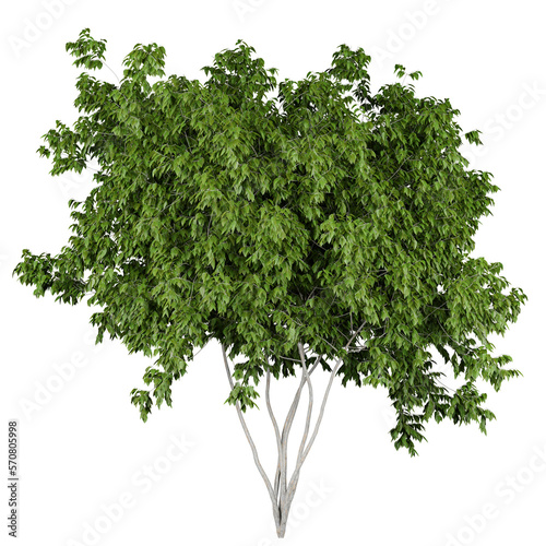 outdoor tree or bush isolated on white or transparent background, photorealistic 3d render