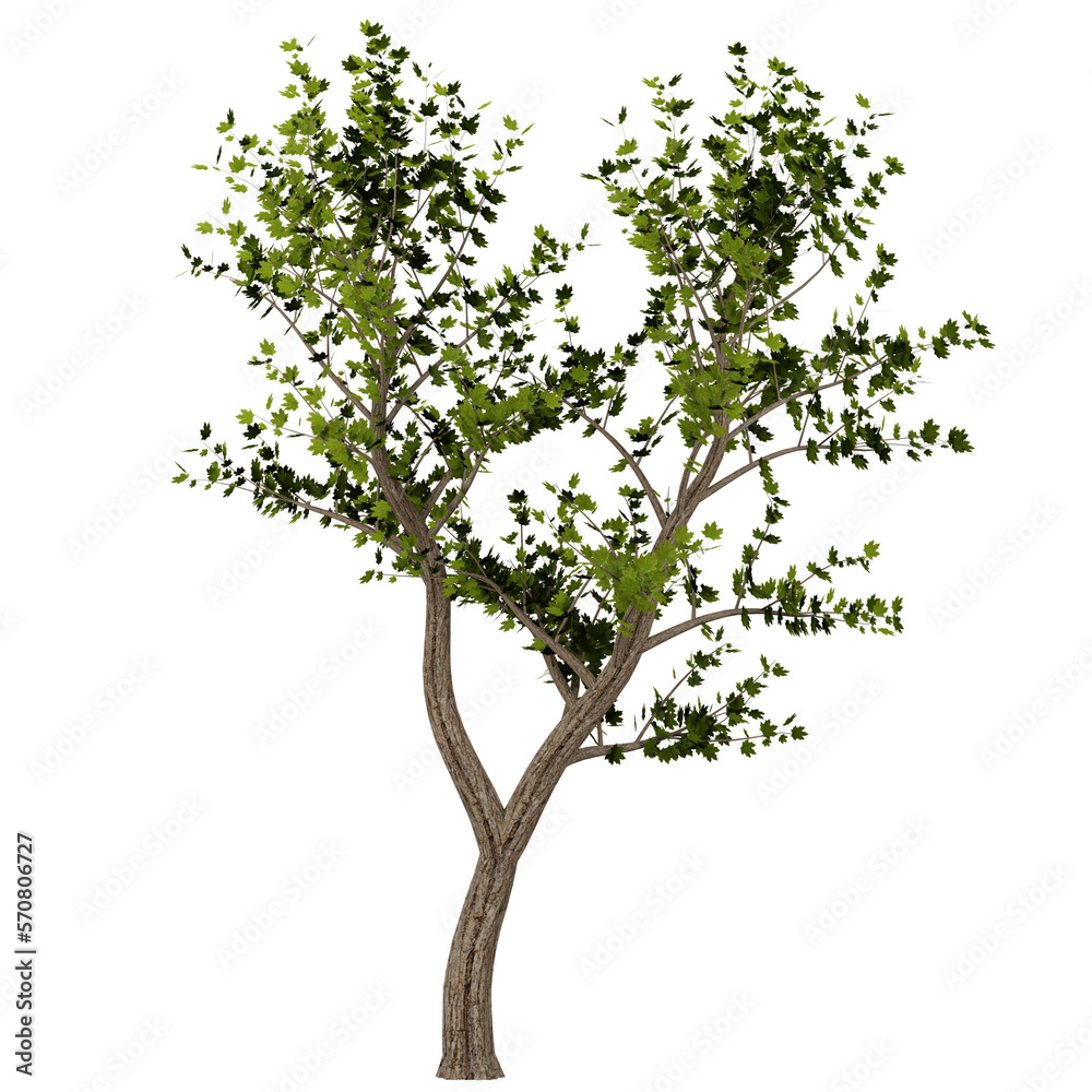 tree isolated on white or transparent background, photorealistic 3d render
