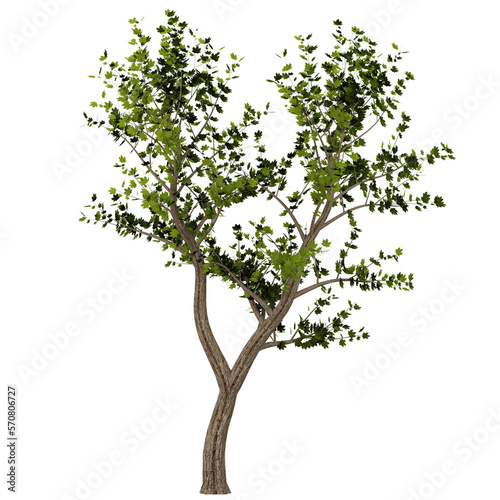 tree isolated on white or transparent background  photorealistic 3d render