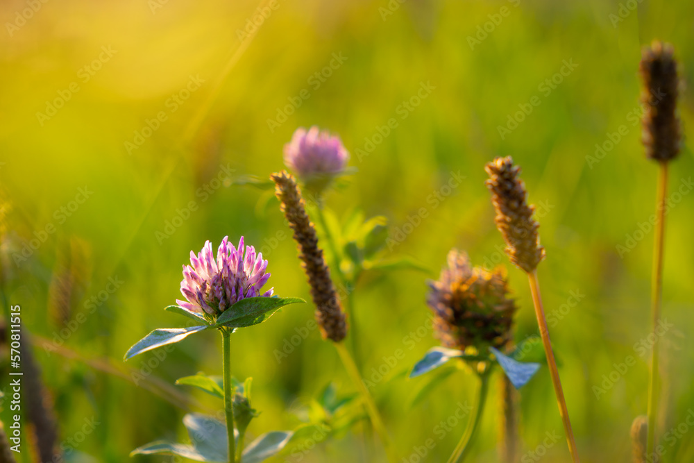 clover flower on the meadow