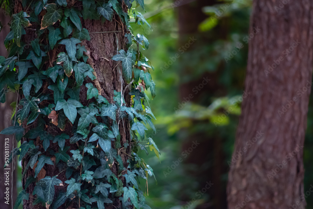 Obraz premium tree in the forest