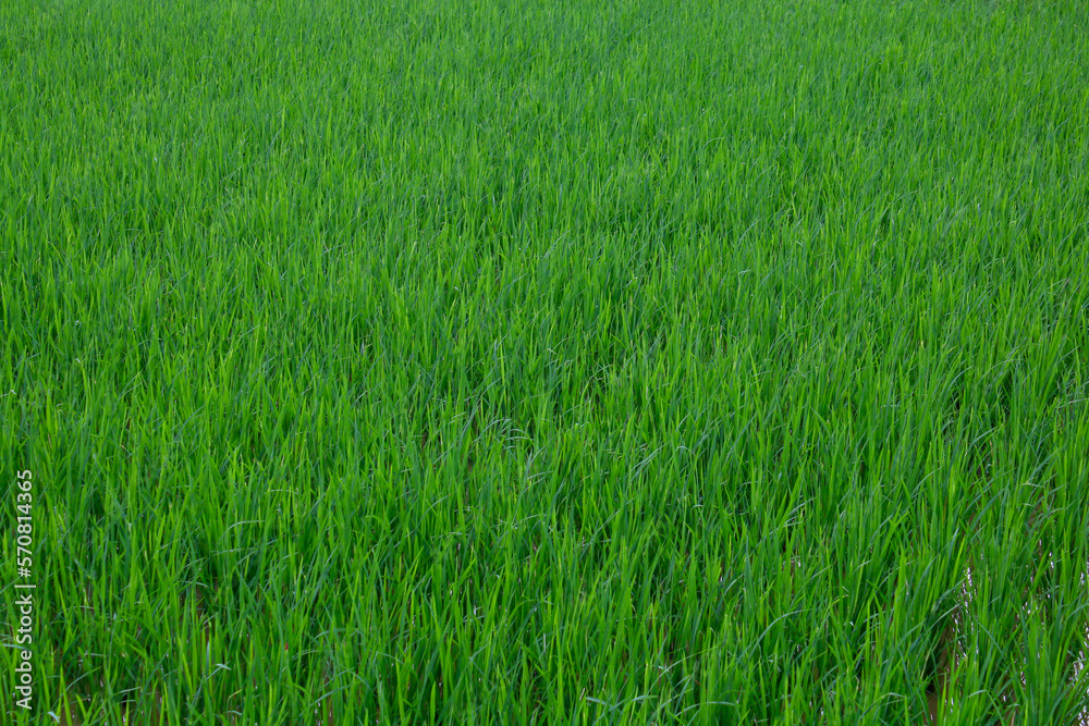 Green rice field. Rice grows in a field filled with water. Green rice field. Rice grows in a field filled with water.
