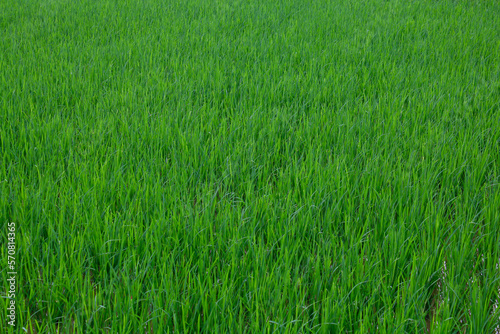 Green rice field. Rice grows in a field filled with water. © Houston