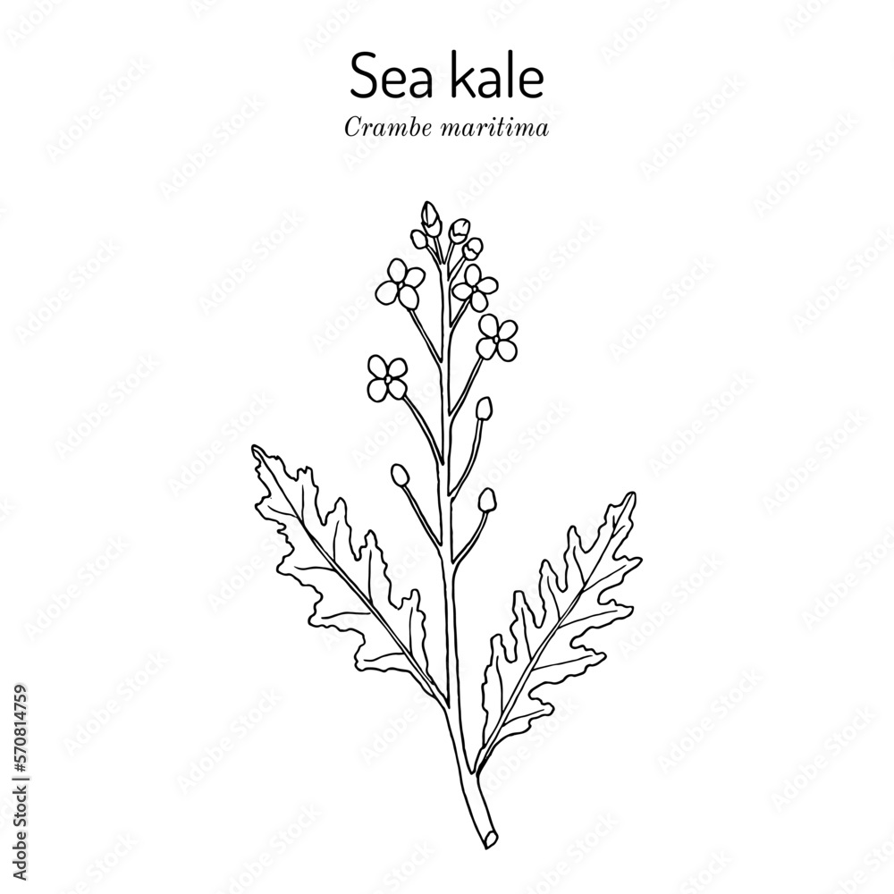 Seakale or crambe (Crambe maritima), edible and medicinal plant
