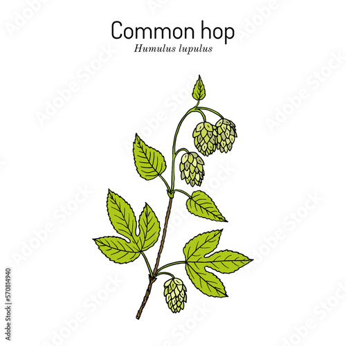 Common hop Humulus lupulus, medicinal plant.