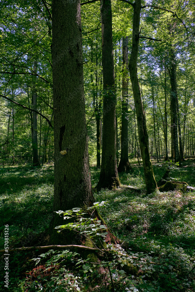 Old deciduous forest in summer midday