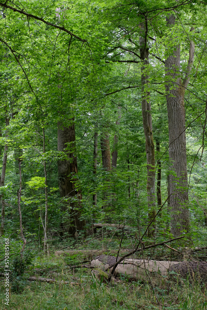 Summertime deciduous stand with old trees Summertime deciduous stand with old trees